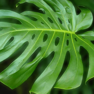 Monstera