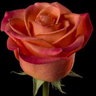 Rosa Naranja Orange Crush 50