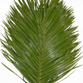 Roebelinii 60