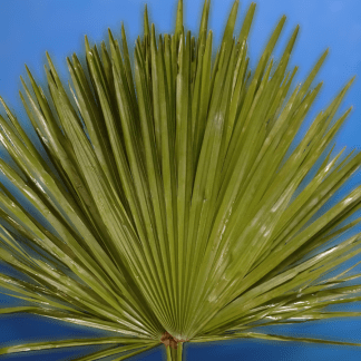 Palmitos