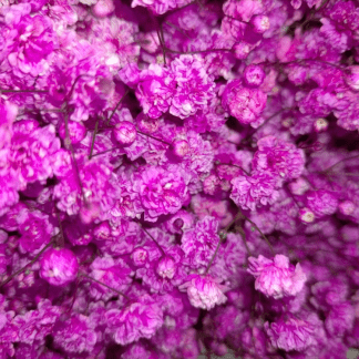 Paniculata Teñida Fucsia