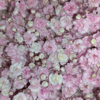 Paniculata Teñida Rosa