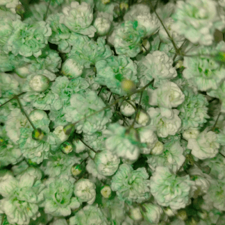 Paniculata Teñida Verde