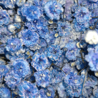 Paniculata Teñida Azul