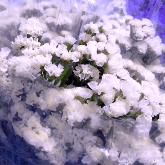 Statice Blanco