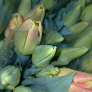Tulipán Naranja