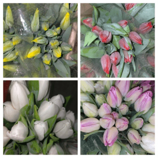 Tulipán Surtido