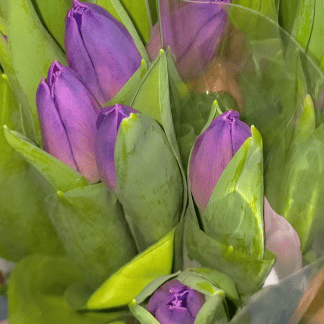Tulipán Violeta