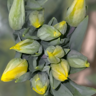 Tulipán Amarillo