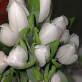 Tulipán Blanco