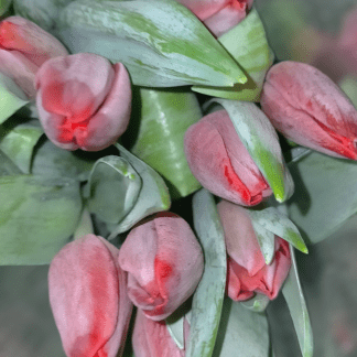 Tulipán Rojo