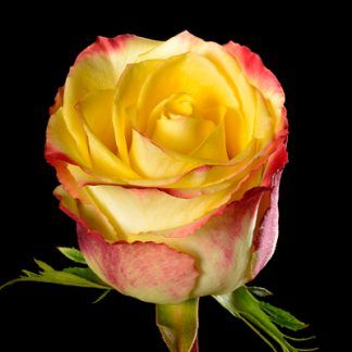 Rosa Bicolor Tuttifrutti 50