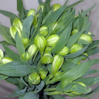 Alstroemeria Blanca