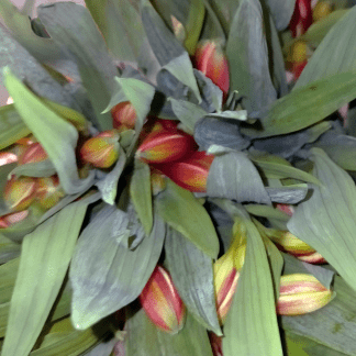 Alstroemeria Naranja
