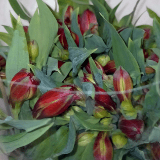 Alstroemeria Roja