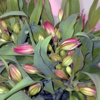 Alstroemeria Rosa