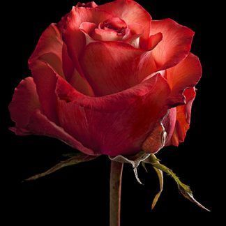 Rosa Bicolor Iguana 50