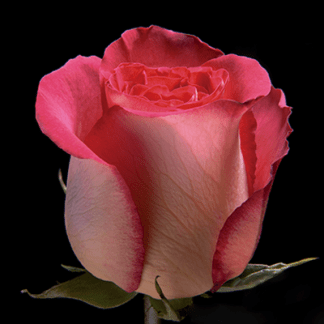 Rosa Bicolor Iguazú