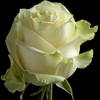 Rosas Blanca Mondial 50
