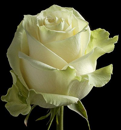 Rosas Blanca Mondial 70