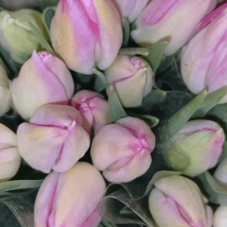 Tulipán Bicolor