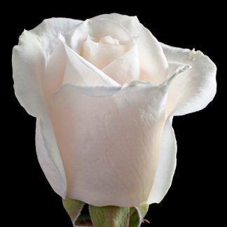 Rosa Blanca Vendela 50
