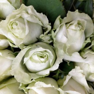rosa blanca