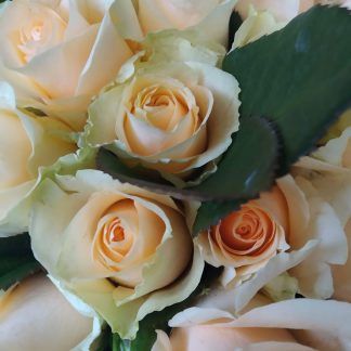 rosa-salmón