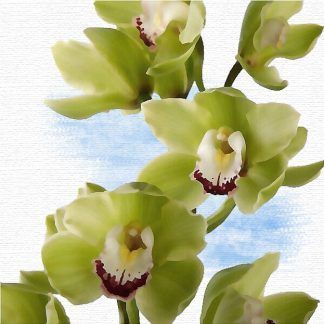 Cymbidium