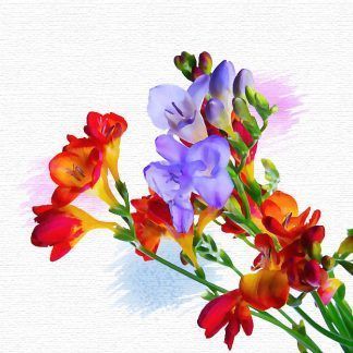 Freesia