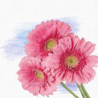 Gerberas