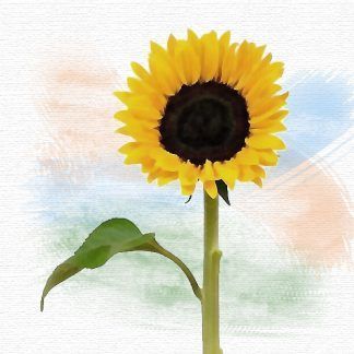 Girasol