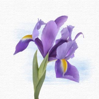 Iris