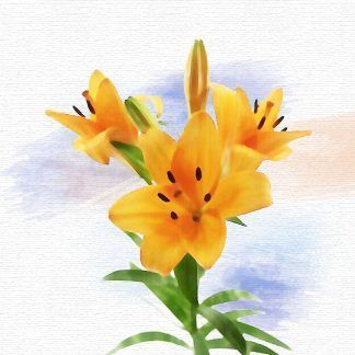 Lilium