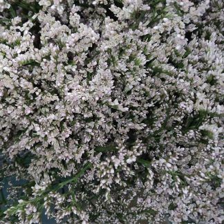 Limonio Blanco