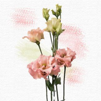 Lisianthus