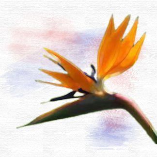Otras Flores