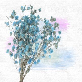 Paniculata