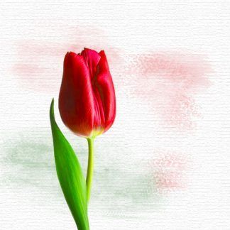 Tulipán